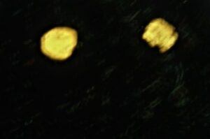 gold nugget earrings